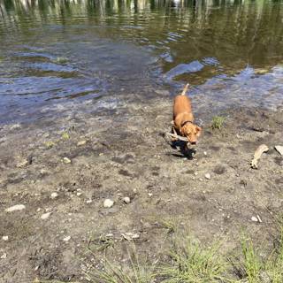 A Boxer Enjoying the Refreshing Pond Water