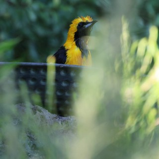 Hooded Oriole Perched Among Garden Foliage