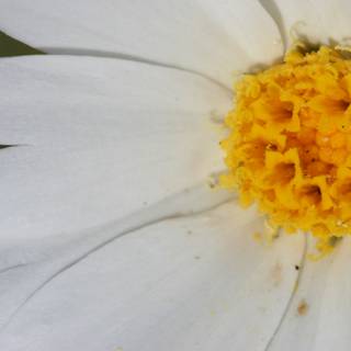 White Daisy with Vibrant Yellow Pollen