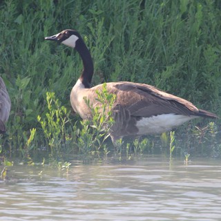 Canada Geese Pair Foraging in Shallow Wetland Waters