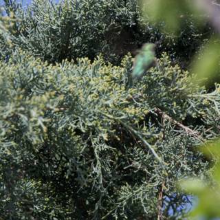 Whispers in the Branches