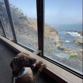 Canine Seaside Watcher