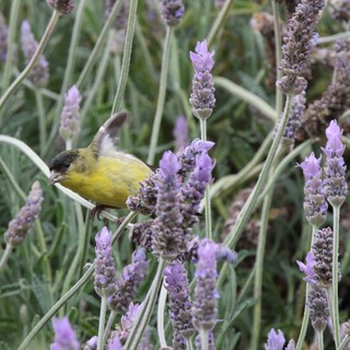 Lesser Goldfinch Perched Among Purple Lavender Blooms
