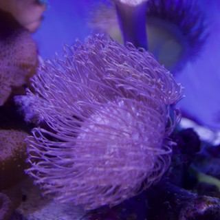 Purple Sea Anemone in Aquarium Display