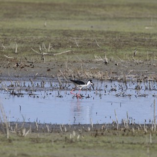 Black-necked Stilt Foraging in Flooded Agricultural Field