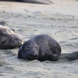 Elephant Seal Pup Resting Among Adults at Drakes Beach