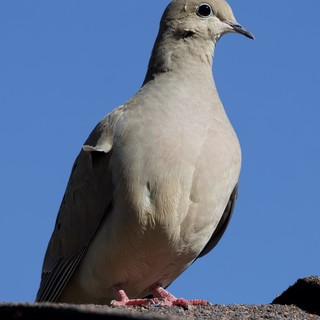 Eurasian Collared-Dove Portrait Against Clear Blue Sky