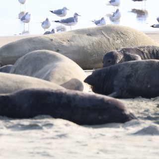 Elephant Seals Resting on Drakes Beach with Seabirds