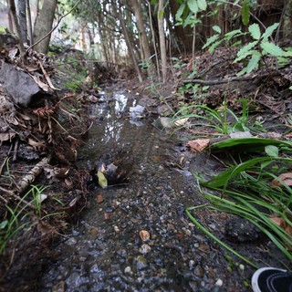 Shallow Forest Stream Winding Through Woodland