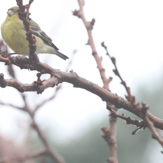 Yellow Finch Perched on Winter Branch