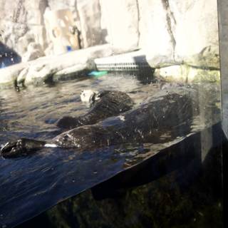 Encounter with a Sea Otter
