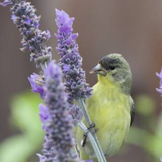 Serenity in Lavender