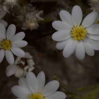 White Daisy-Like Flowers with Yellow Centers