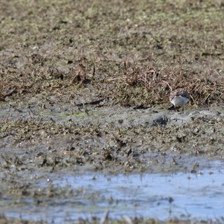 Least Sandpiper Foraging in Mudflat Wetlands