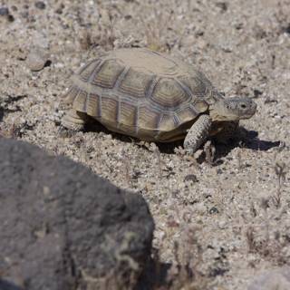 Desert Explorer's Encounter with a Slow and Steady Tortoise