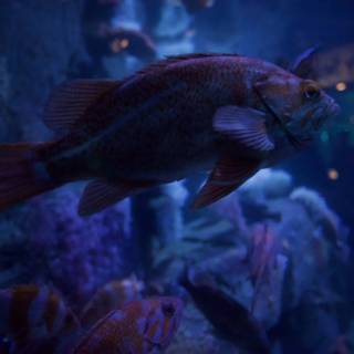 A Tranquil Moment Underwater at Monterey Bay Aquarium
