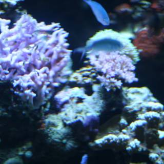 Diverse Sea Life at the Coral Reef
