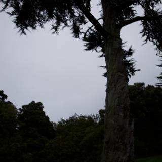 Majestic Oak in Golden Gate Park