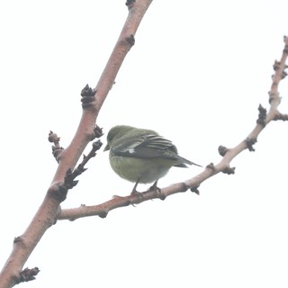 Small Warbler Perched on Bare Winter Branch