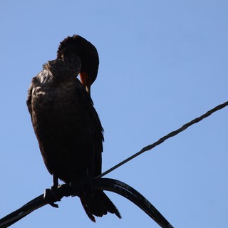 Silhouetted Cormorant Preening on Wire at Dusk