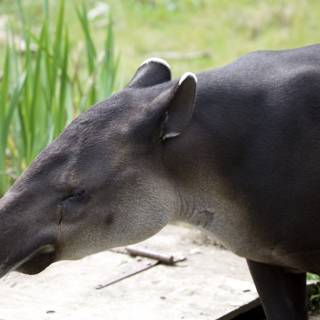 Majestic Tapir at SF Zoo