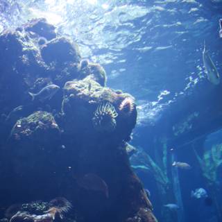 Underwater Wonderland: Aquarium Exploration in 2023