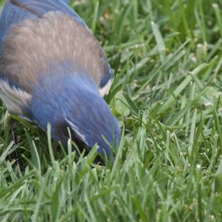 Afternoon Forage