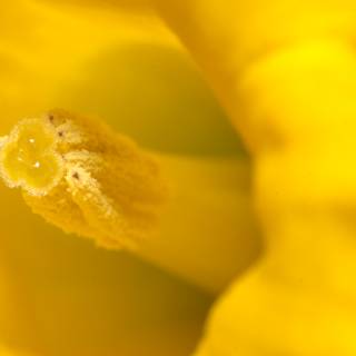 Buzzing in a Yellow Daffodil