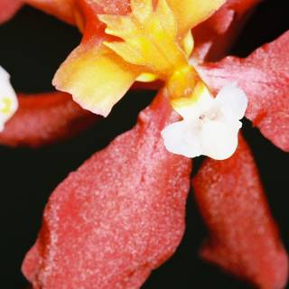 Vibrant Begonia Blossom