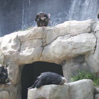 Life among the Rocks: A Group of Monkeys at the Zoo
