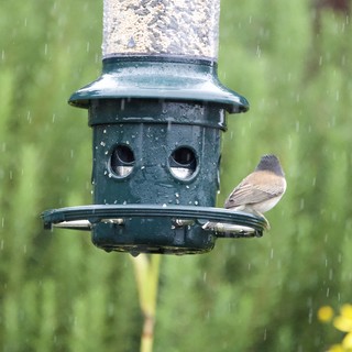 Bird Taking Shelter at Feeder During Rain