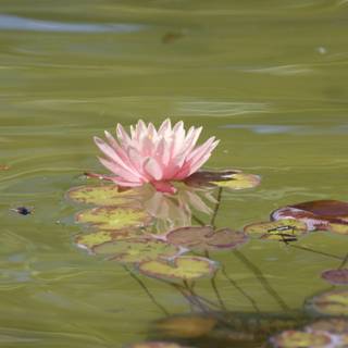 Serenity in Bloom