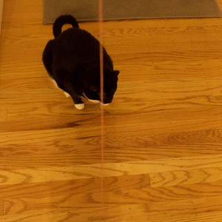 Black Cat with Curled Tail on Hardwood Floor
