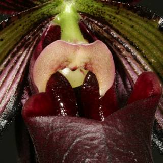 The Orchid's Open Mouth