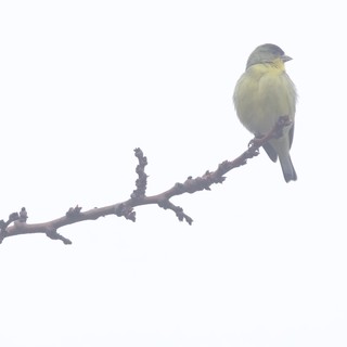 Yellow and Gray Bird Perched on Winter Branch