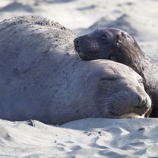 Elephant Seal Pup Resting on Sandy Beach