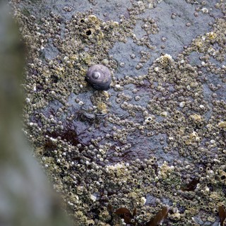Lone Snail Among Barnacle-Covered Intertidal Rock
