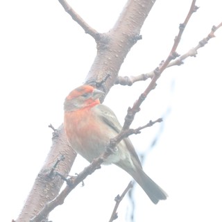 Male House Finch Perched on Winter Branch