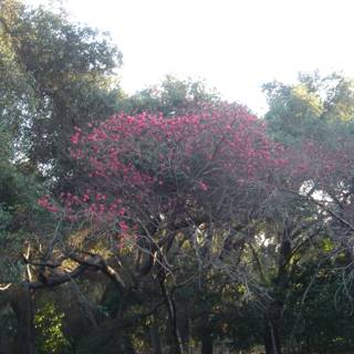 A Pink Blossoming Tree in the Heart of Nature