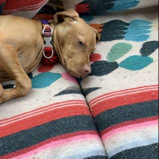 Cozy Canine Nap