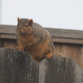 Curious Fox Squirrel Perched on Weathered Wooden Fence