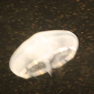 Airborne Jellyfish