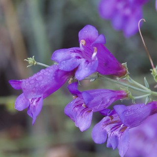 Purple Penstemon Blooms Glistening After Rain