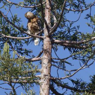 Perched Majesty