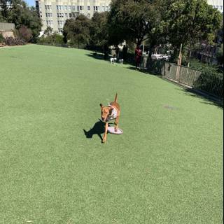 Playing fetch in the park