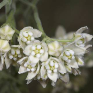 A Close-Up of White Flowers