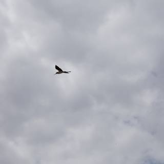Majestic Bird in the Cloudy Sky