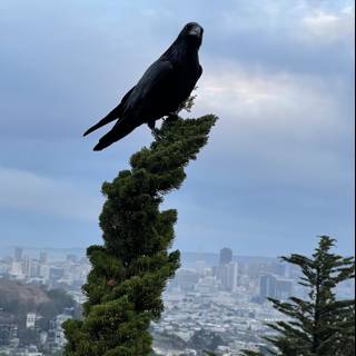 Crow on a Tree with San Francisco in the Background