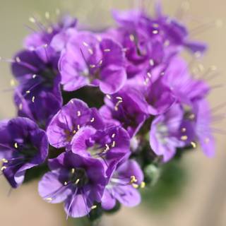 Purple Geranium Blossom with Yellow Stamens