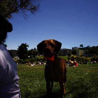 Summer Day at Delores Park: Canine Companion